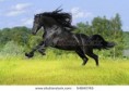 /album/fotogaleria/stock-photo-black-friesian-horse-play-on-the-meadow-54840745-jpg/